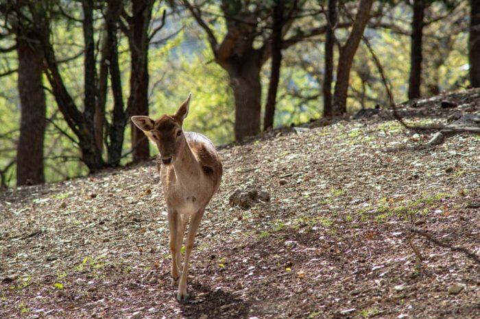 fawn kozani greece