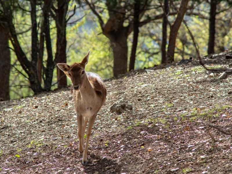 fawn kozani greece