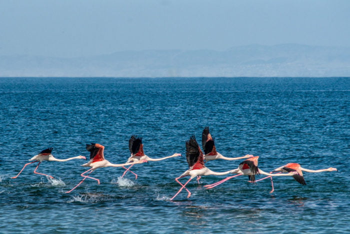 Flamingos taking flight over the blue waters of Alkyona Beach, Greece.