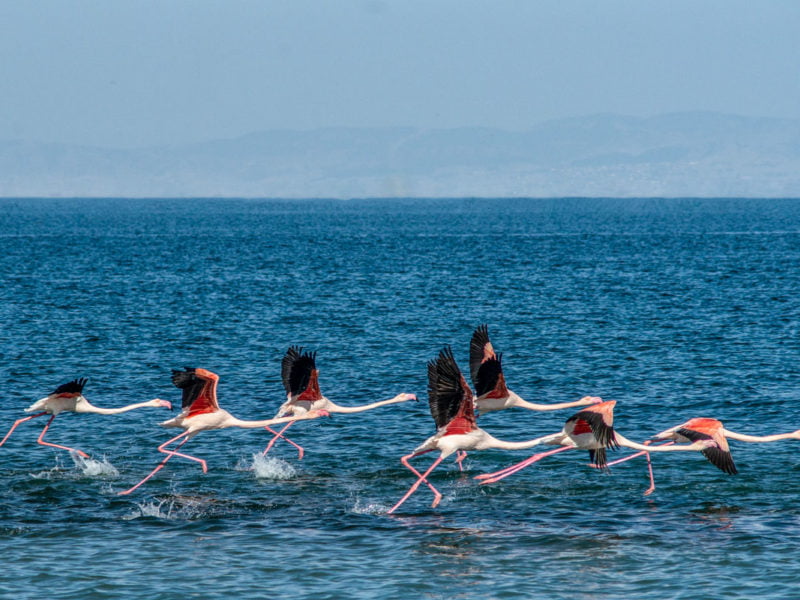 Flamingos taking flight over the blue waters of Alkyona Beach, Greece.