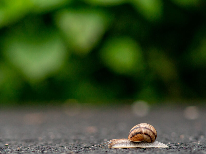 A snail with a striped shell crawling on a dark surface with a green blurred background.