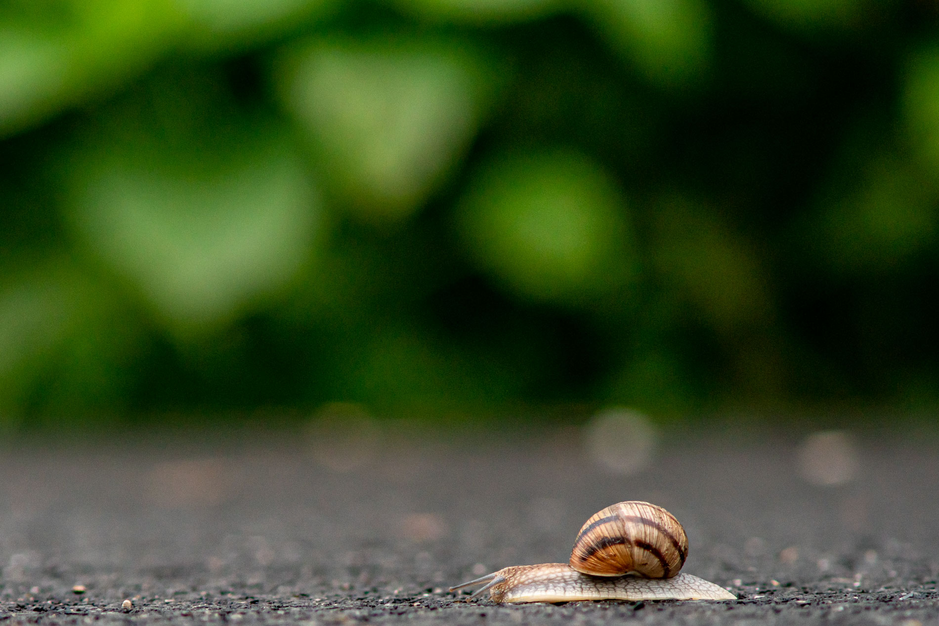 A snail with a striped shell crawling on a dark surface with a green blurred background.