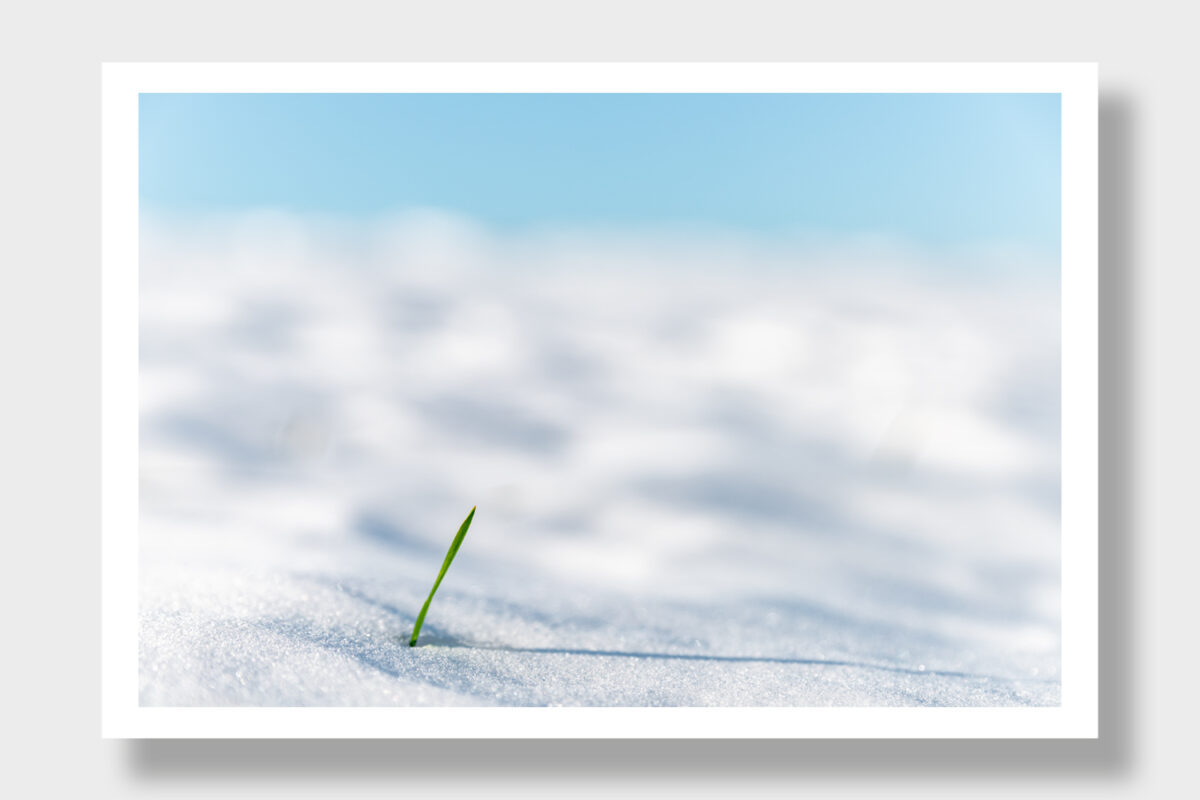 A lone blade of grass breaks through the snowy ground in Greece.