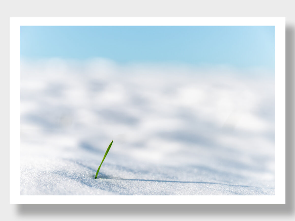 A lone blade of grass breaks through the snowy ground in Greece.