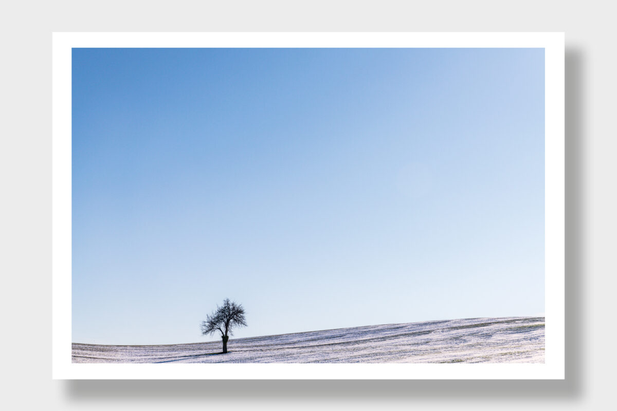 A tree in three seasons: Spring, Winter, and Black and White in Greece.