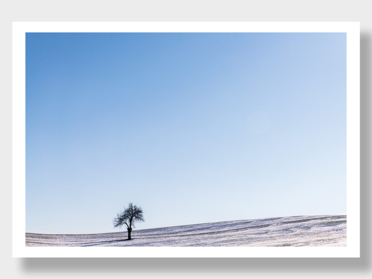 A tree in three seasons: Spring, Winter, and Black and White in Greece.