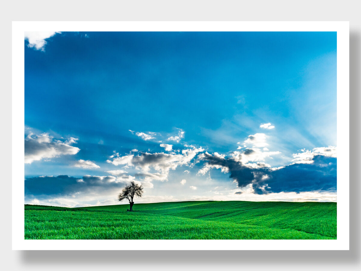 A tree in three seasons: Spring, Winter, and Black and White in Greece.