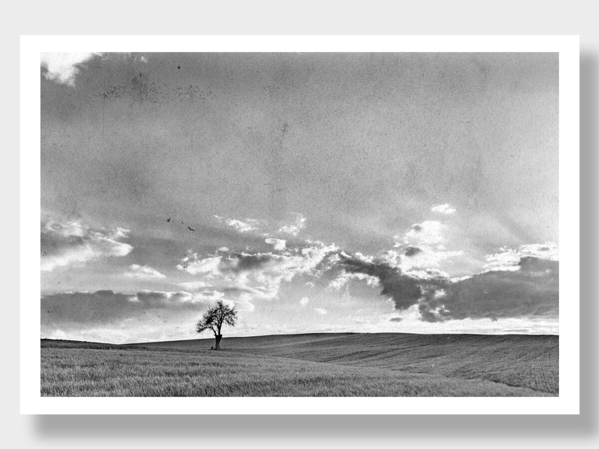 A tree in three seasons: Spring, Winter, and Black and White in Greece.