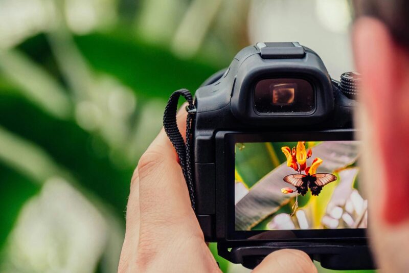 Photographer capturing butterfly on flower with digital camera