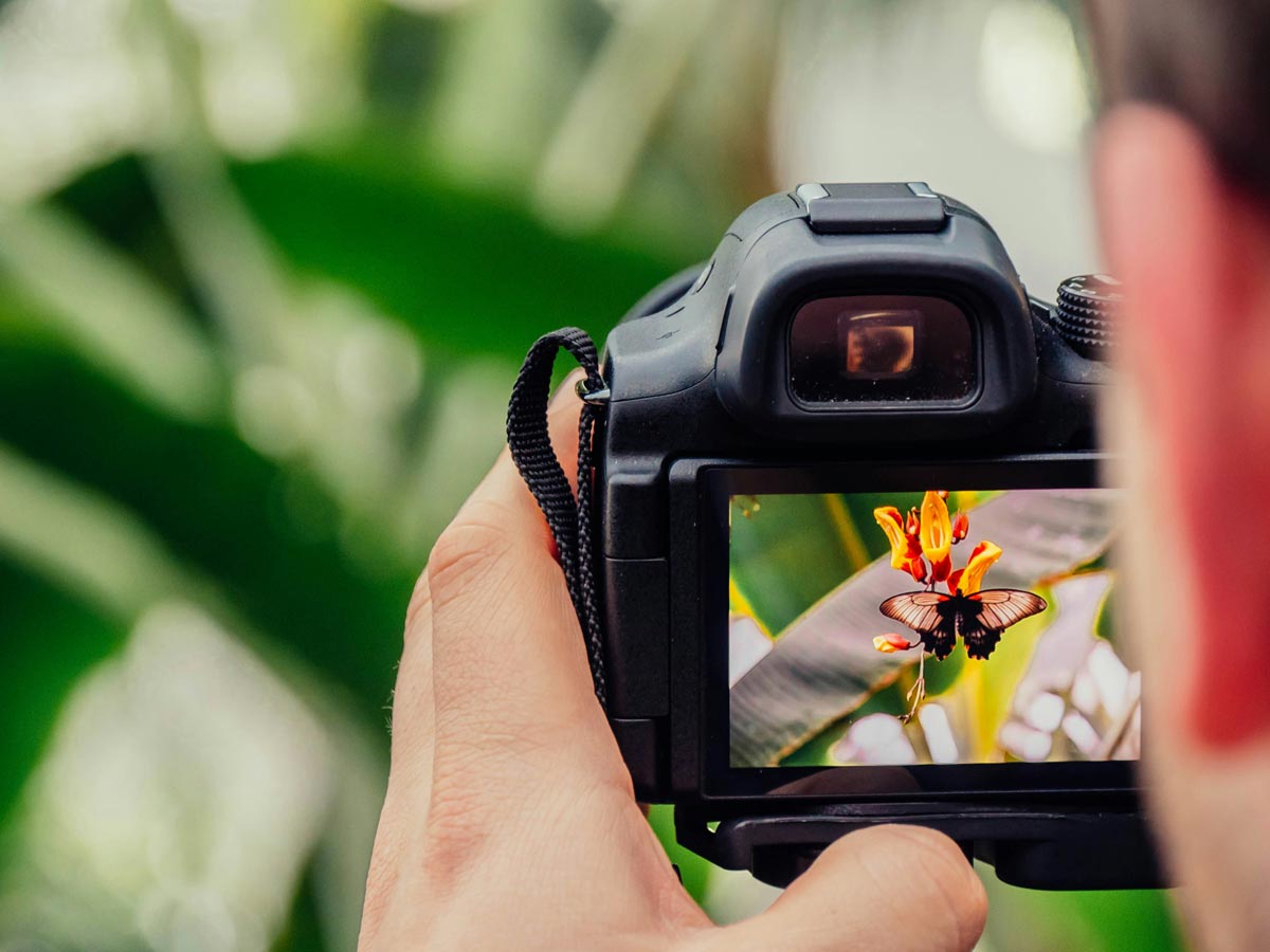 Photographer capturing butterfly on flower with digital camera